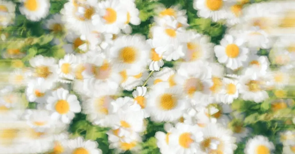 Dreamy Chamomile Apricot Rice Pudding