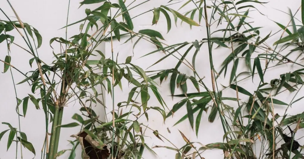 Exotic Dragonfruit and Bamboo Shoot Stew