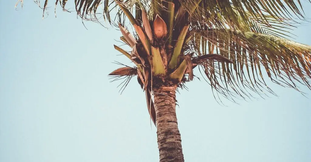 Escape to Paradise with Coconut Pandan Tapioca Pudding!