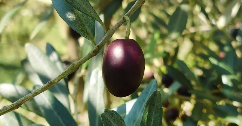 Savoring Summer: A Fresh Peach and Fennel Recipe to Awaken