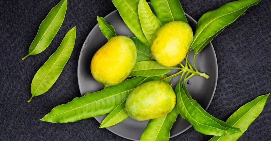 Mango Goat Cheese Delight: A Refreshing Summer Dessert Recipe!