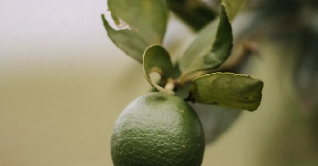 Beat the Heat with This Tropical Mango Basil Sorbet Recipe!