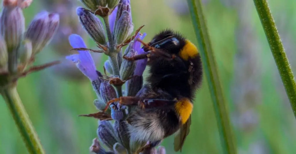 Summer Delight: Lemon-Lavender Honey Glazed Trout Recipe