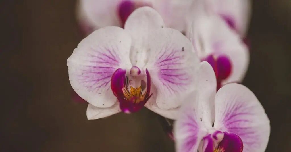 Blooming Flavors: Orchid Petal Pasta Recipe