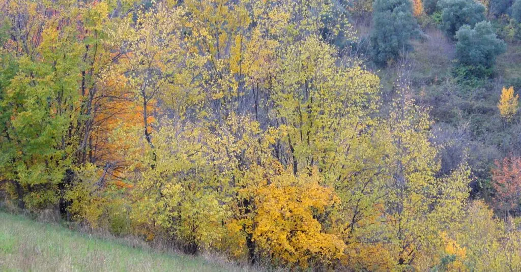 Colorful Golden Turmeric Cauliflower Bowls: A Nourishing Fall Del