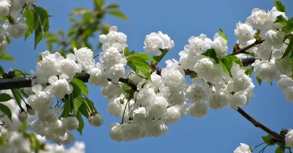 Blossom Bliss: The Art of Cherry Blossom Risotto